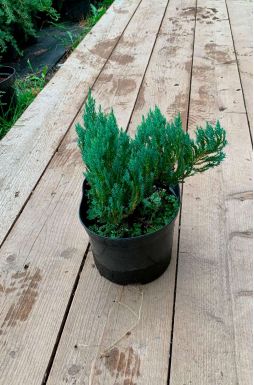 Можжевельник горизонтальный Блю Форест (Blue forest)