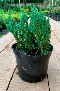 Можжевельник горизонтальный Блю Форест (Blue forest)