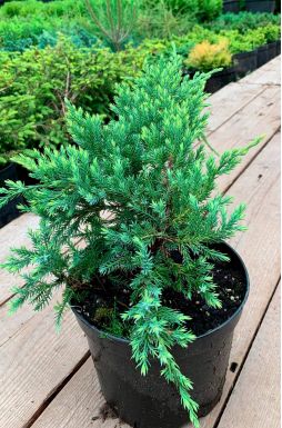 Можжевельник чешуйчатый Холгер (Holger)