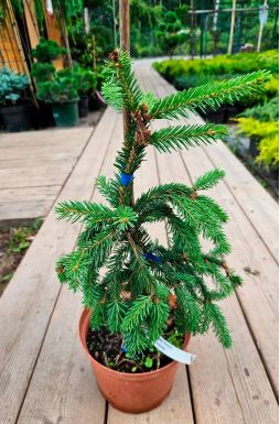 Ель обыкновенная Инверса (Inversa)