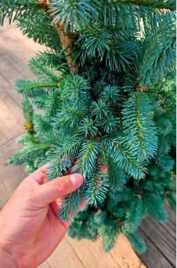 Пихта субальпийская Компакта (Compacta)