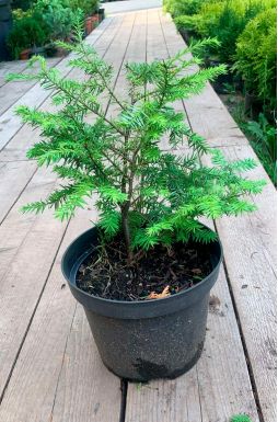 Тсуга канадская 