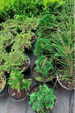 Ель обыкновенная Томпа (Tompa)