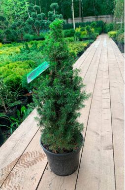 Ель канадская Коника (Conica)