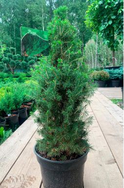 Ель канадская Коника (Conica)