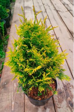 Туя западная Мария (Maria)