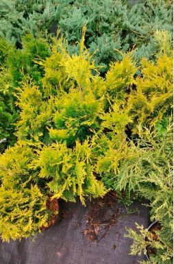 Туя западная Мария (Maria)