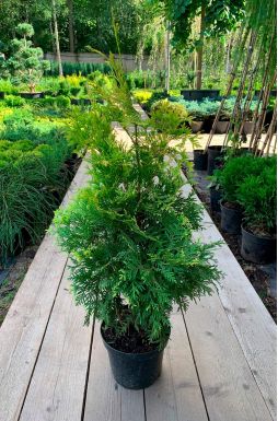 Туя западная Голден Брабант (Golden Brabant)