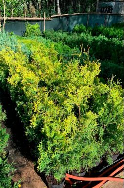 Туя западная Голден Брабант (Golden Brabant)