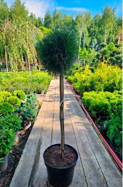 Сосна горная Варелла на штамбе (Varella Pa)