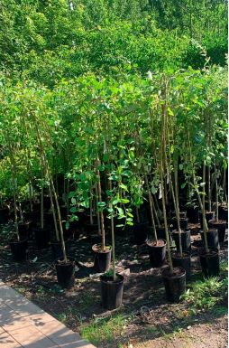 Ива козья Килмарнок на штамбе (Kilmarnock Pa)