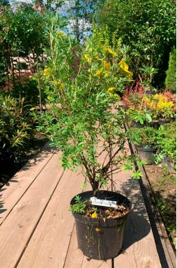 Лапчатка Кустарниковая Голдстар (Goldstar)