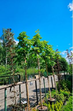 Каштан конский Баумани (Baumannii)