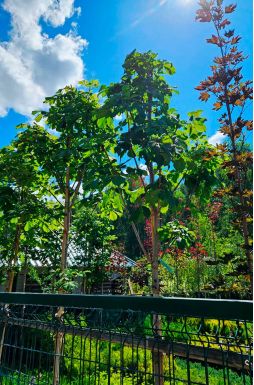 Каштан конский Баумани (Baumannii)