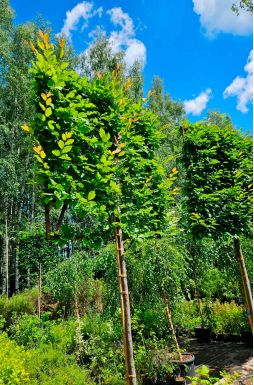 Шпалер из граба