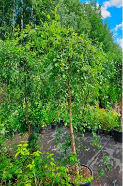 Берёза черная Саммер Каскад (Summer Cascade)