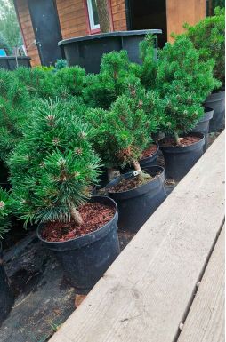 Сосна горная Шервуд Компакт (Sherwood Compact)