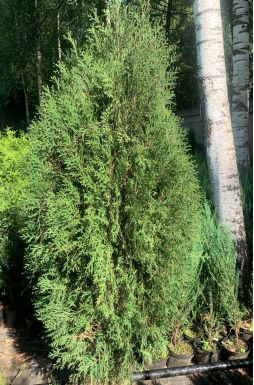 Туя западная Вагнери (Wagneri)