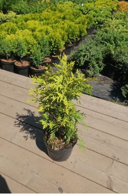 Туя западная Санкист (Sunkist)