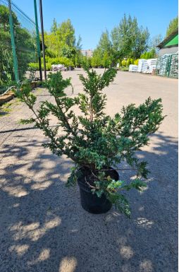 Можжевельник китайский Блю Альпс (Blue аlps)