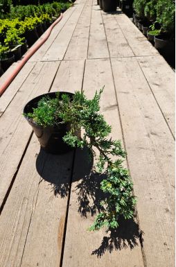 Можжевельник горизонтальный Вилтони (Wiltonii)