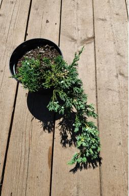 Можжевельник горизонтальный Вилтони (Wiltonii)