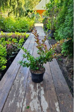 Барбарис средний Ред Джевел (Red Jewel)