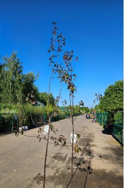 Яблоня Роялти (Royalty)