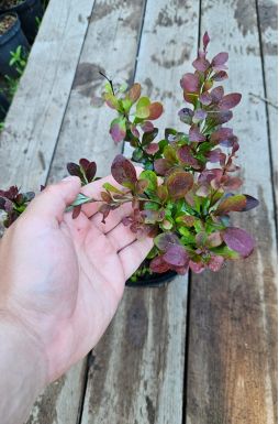 Барбарис тунберга Ред Рокет (Red Rocket)