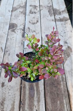 Барбарис тунберга Ред Рокет (Red Rocket)