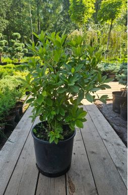 Азалия листопадная