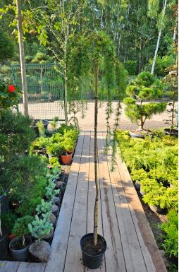 Лиственница японская Стифф Випер (Stiff Weeper Pa)