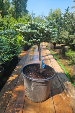 Пихта корейская Кохоутс айс Брейкер на штамбе (Kohouts icebreaker Pa)