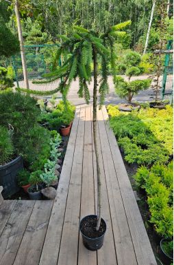 Ель обыкновенная Инверса на штамбе (Inversa Pa)