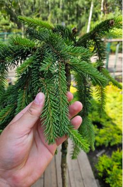 Ель обыкновенная Инверса на штамбе (Inversa Pa)