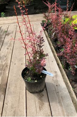 Барбарис тунберга Арлекин (Harlequin)