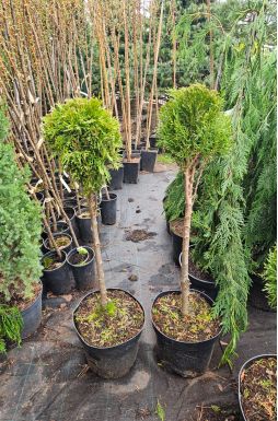 Туя западная Смарагд 1 шар на штамбе (Smaragd Pa)