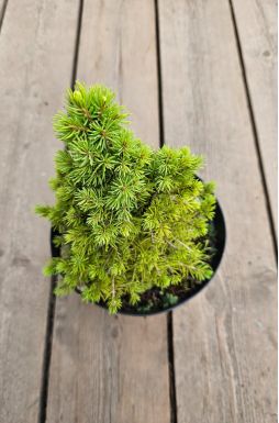 Ель канадская Рэйнбоуз Энд (Rainbows end)