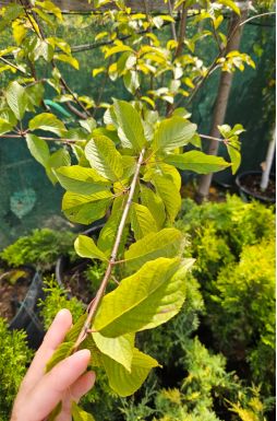 Черемуха Маака (Maackii)