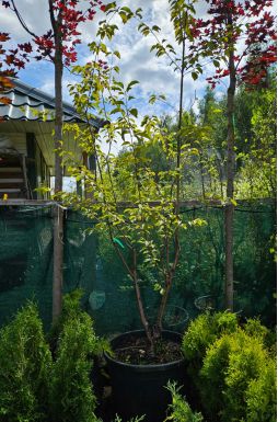 Черемуха Маака (Maackii)