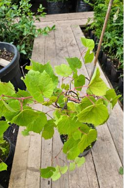 Виноград амурский