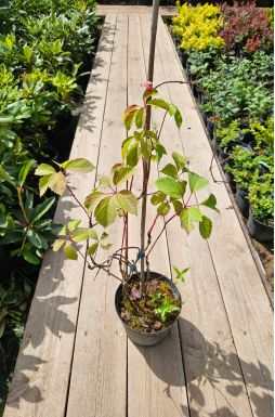 Виноград девичий