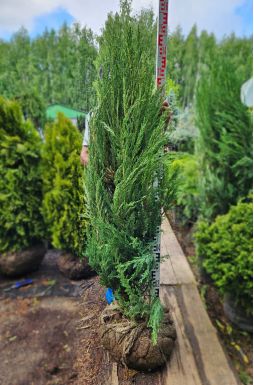 Можжевельник скальный Блю Эрроу (Blue arrow)