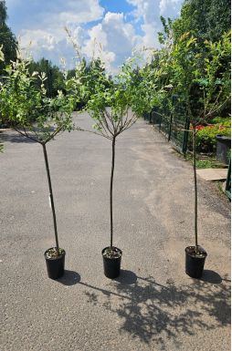 Ива цельнолистная Хакуро Нишики на штамбе (Hakuro-Nishiki Pa)