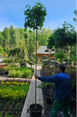Клен остролистный Глобозум (Globosum)