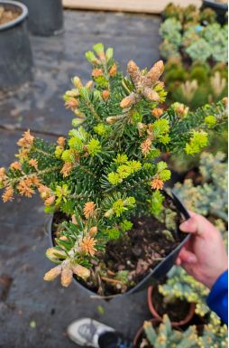 Пихта корейская Дискус (Discus)