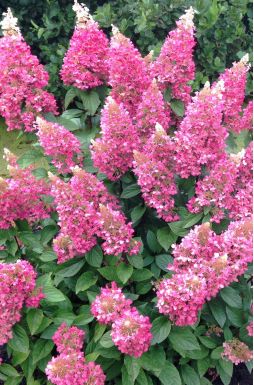 Гортензия метельчатая Пинки Винки (Pinky Winky)