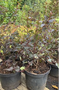 Пузыреплодник калинолистный Диабло (Diabolo)