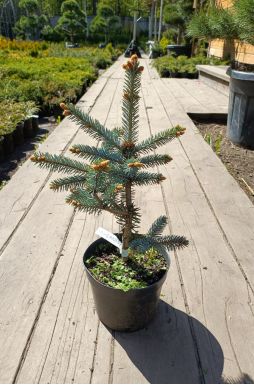 Ель колючая Эрих Фрам (Erich Frahm)